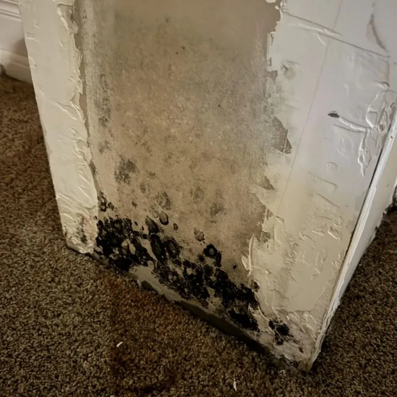 Professional Mold Removal in Billings, MO